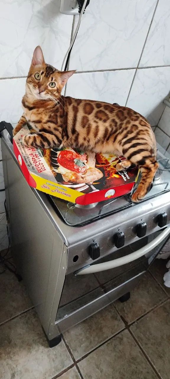 Gato Bengal  - Foto 4