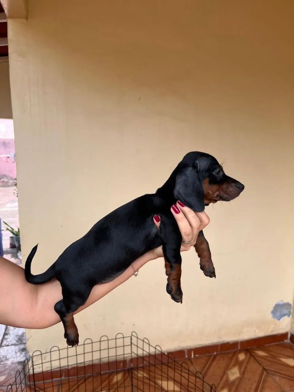 Dachshund 