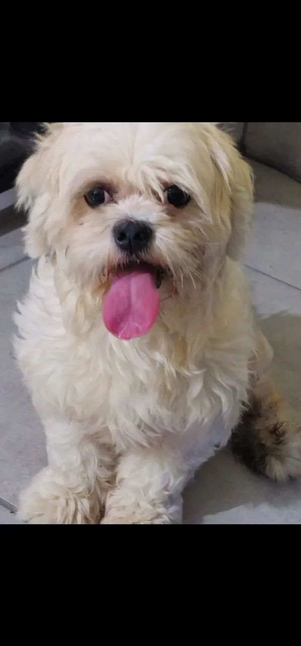 Lhasa Apso para doação - Foto 2
