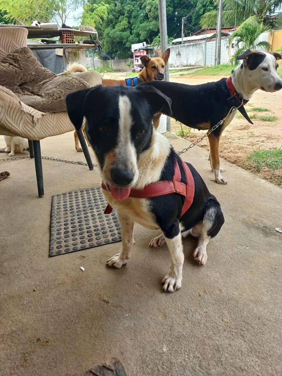 ADOÇÃO  - Foto 2
