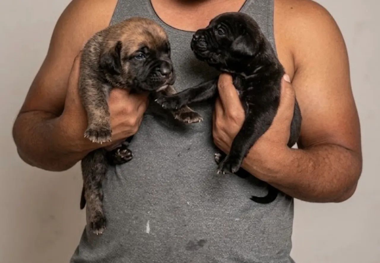 Filhotes de cane corso  - Foto 4