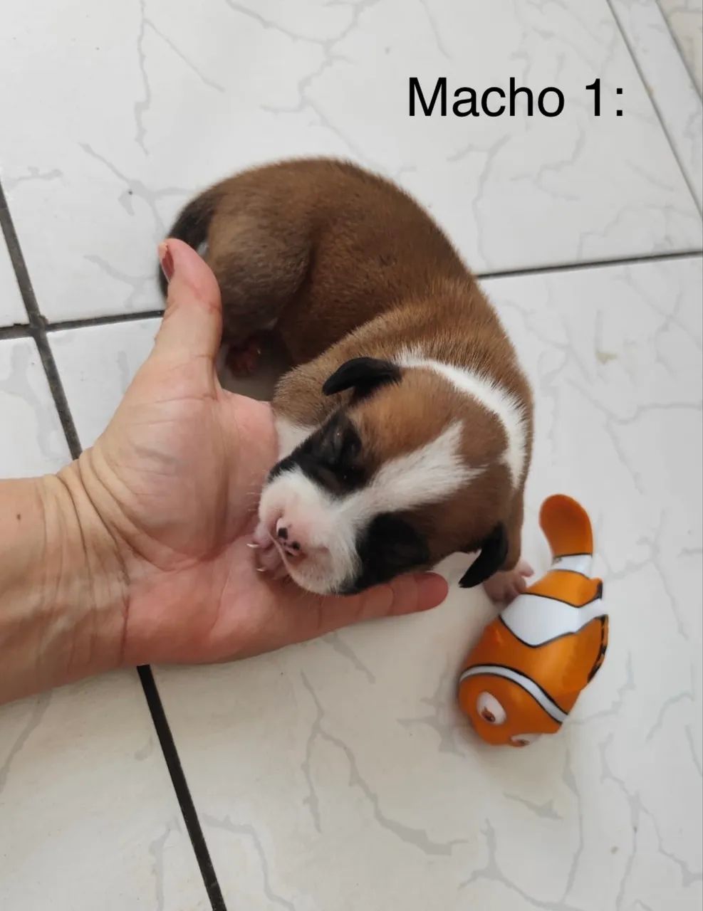Filhotes de pitbull  - Foto 3
