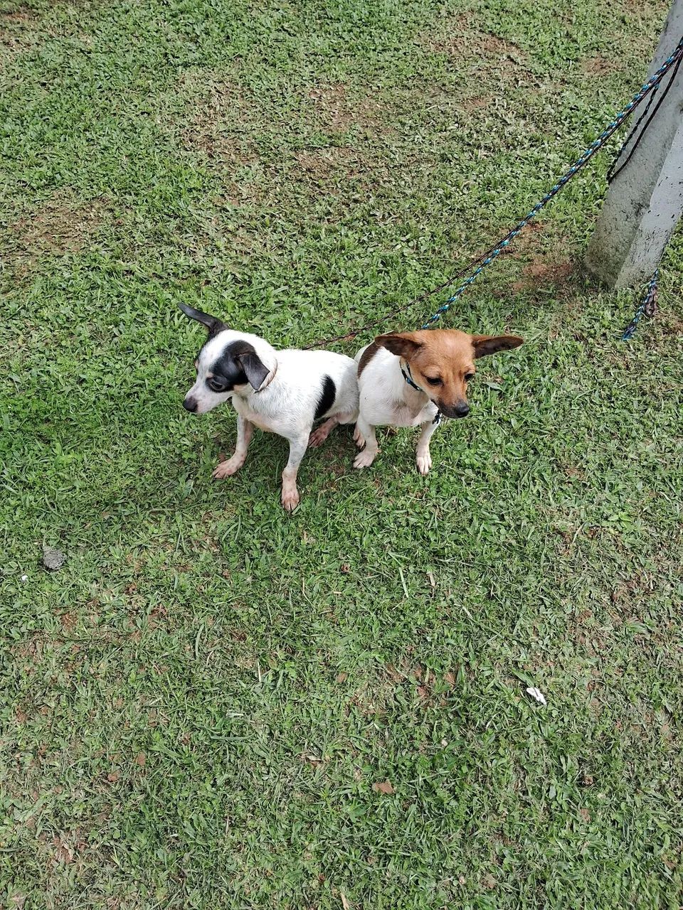 Animal de estimaçao  - Foto 2