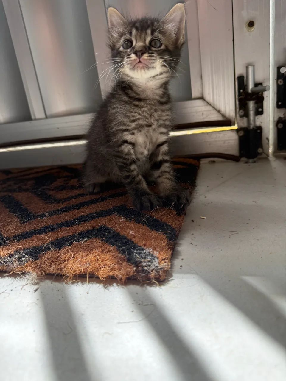 Gatinhos pra adoção responsável  - Foto 2