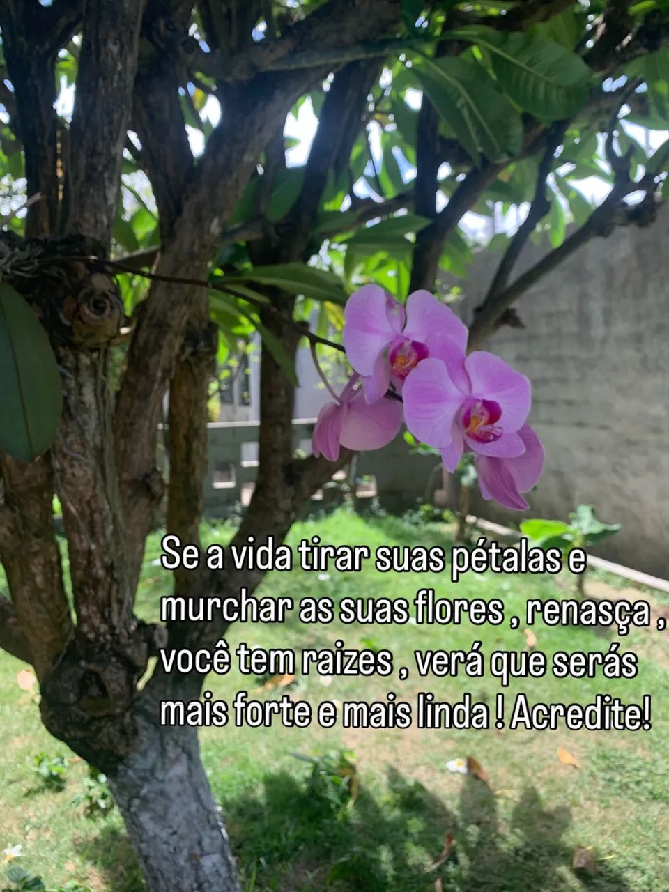 Jazigo parque das flores 