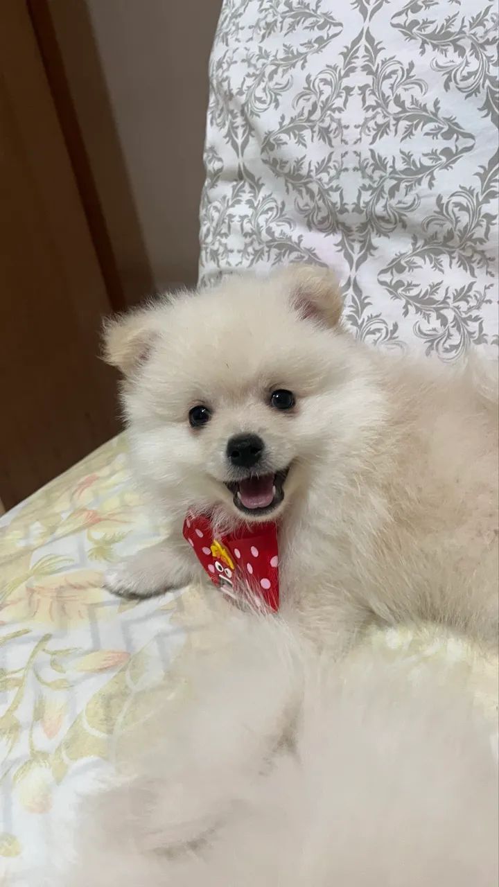 Vende-se Spitz Alemão  - Foto 2