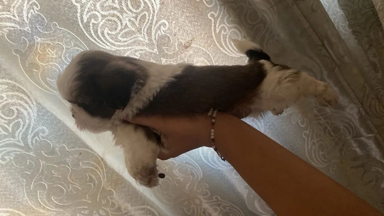 Shitzu 