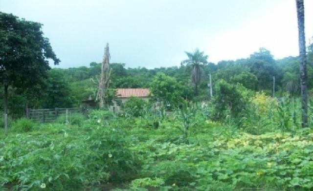 Venda de uma Fazenda- 25 alqueires - Arenópolis-GO - Foto 7
