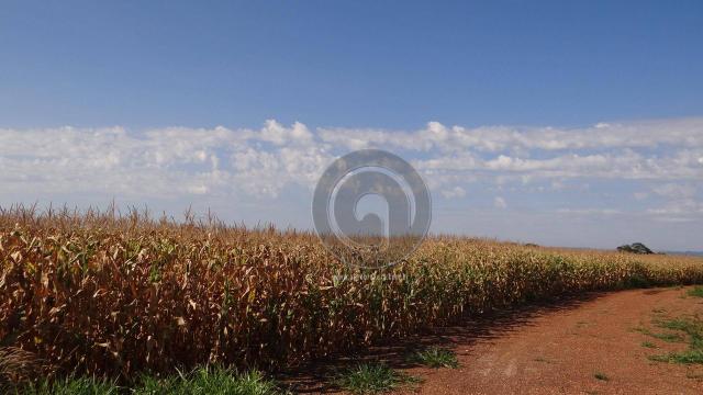 Fazenda à venda, 978 ha, região do manso - Foto 12