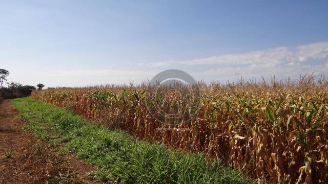 Fazenda à venda, 978 ha, região do manso - Foto 10