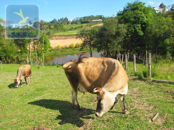 Ch0137 - chácara mandirituba 1 alq. 32 km de curitiba - Foto 2