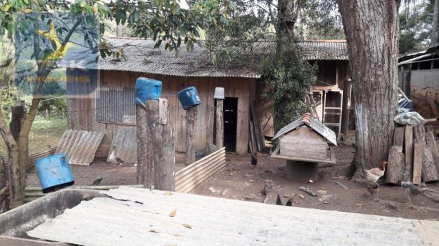 Ch0311 - mandirituba - chácara 10.000 m² com casa antes do pedágio - Foto 14