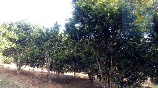 Chácara 4,75 alqueires por r$ 580.000 - centro - bocaiúva do sul/pr - Foto 16