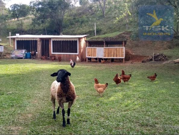 Ch0291 mandirituba (porteira fechada) chácara 14.500,00 m² - Foto 9