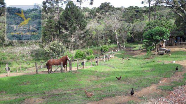 Ch0311 - mandirituba - chácara 10.000 m² com casa antes do pedágio - Foto 13