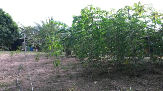 Chácara na Beira do Rio Cuiabá - Barranco alto II - Somente contrato de compra e venda - Foto 11
