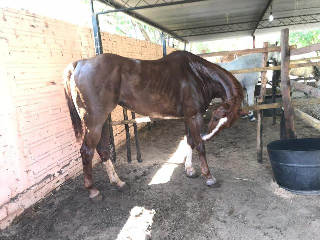 Vendo Egua QM de Vaquejada - Direita - Foto 4