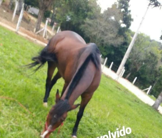 Cavalo QM - Foto 3