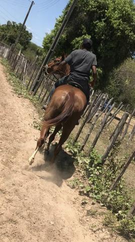 Vendo Egua QM de Vaquejada - Direita - Foto 6