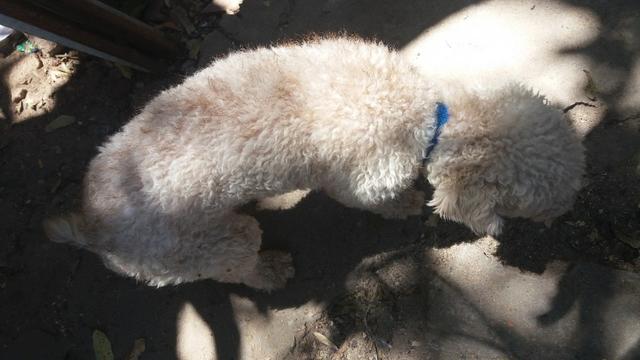 Procuro uma poodle fêmea para cruzar - Foto 2