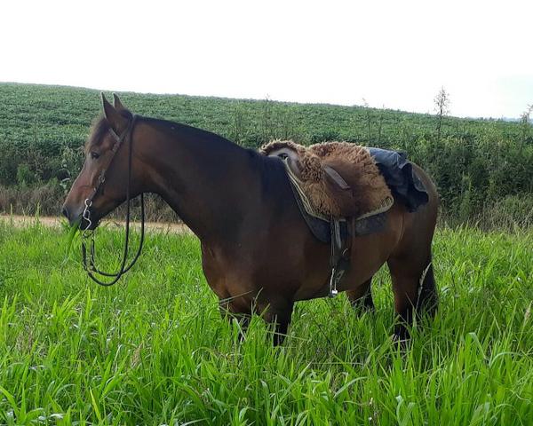 Cavalo QM - Foto 2