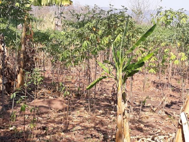 Vendo uma chácara, de 54 hectares em chapada - Foto 7