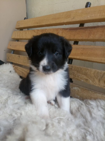 Border Collie filhotes nascidos 14 setembro