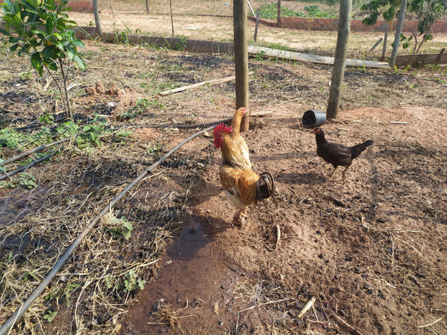 Galos e galinhas caipira - Foto 4