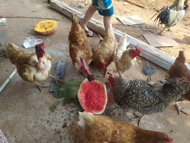 Galos e galinhas caipira