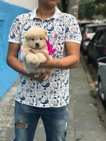 Chow-chow ligue para adquirir conosco *