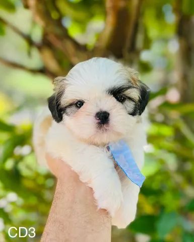 Shih Tzu micro europeu  - Foto 4