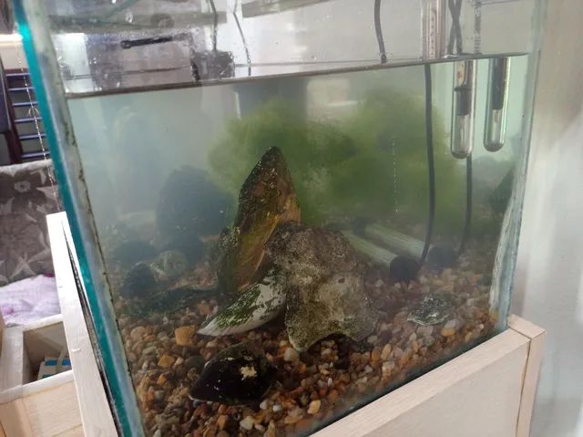 Aquario 54 litros - Foto 4