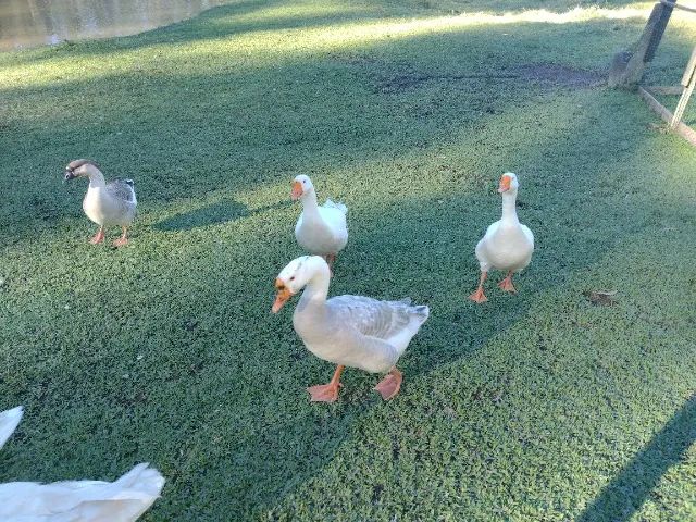 Ganso de um 1 ano e 4 meses R$ 150,00 - Foto 2