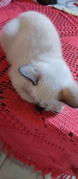 Gatinho Siamês com Olhos Azuis - Foto 3