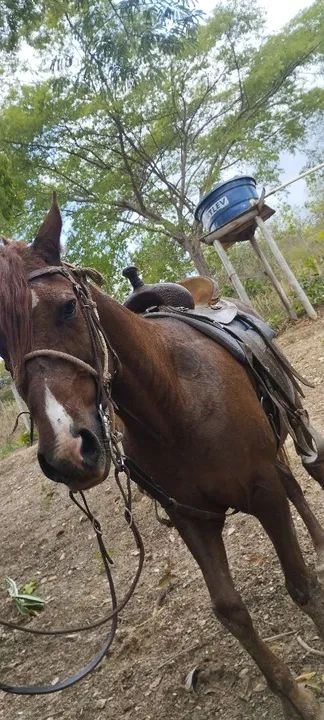 Cavalo quarto de milha  - Foto 4