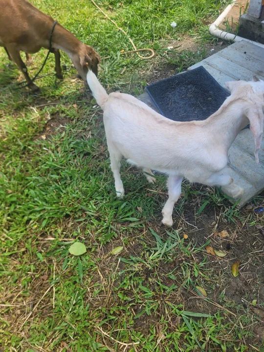 Cabrito para venda - Foto 2