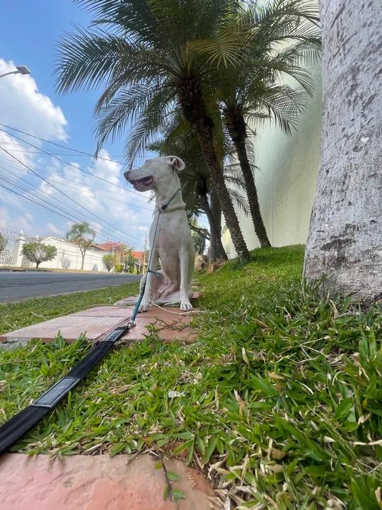 Precisando educar seu cãozinho? Adestramento Presencial. - Foto 3