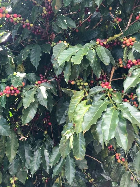 Fazenda de café em Franca São Paulo  - Foto 5