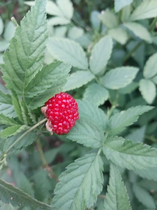 mudas de framboesa silvestre(vermelha) 60cm