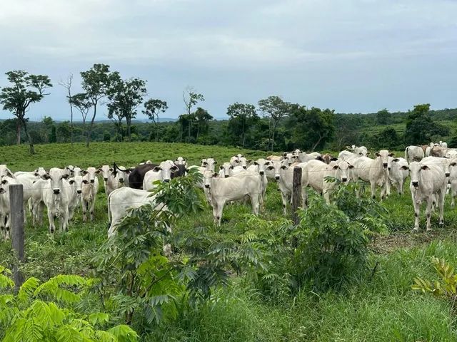 Fazenda em Ponte Alta. Pecuária. Top. - Foto 5