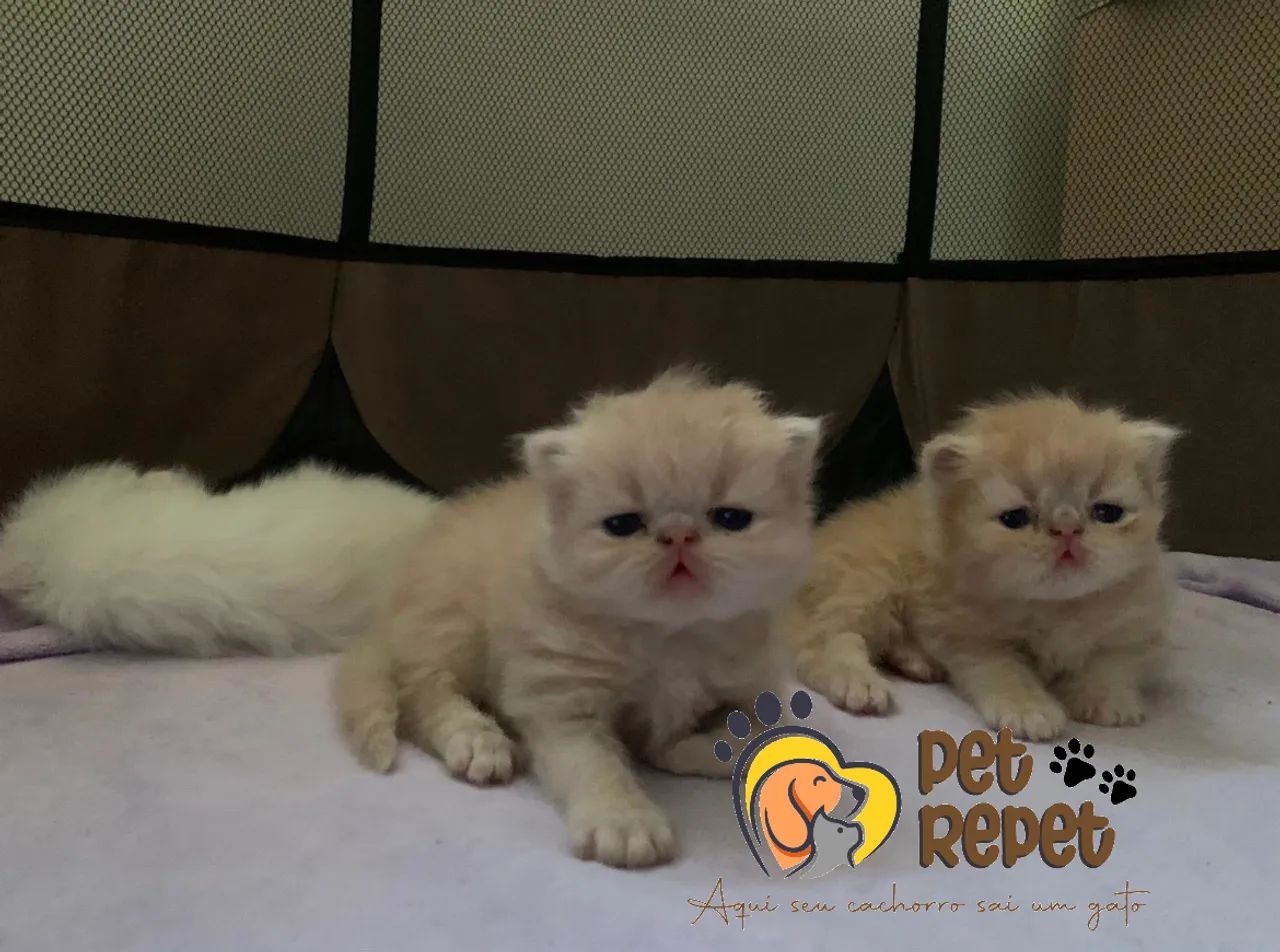 Gato persa padrão show filhote  - Foto 4