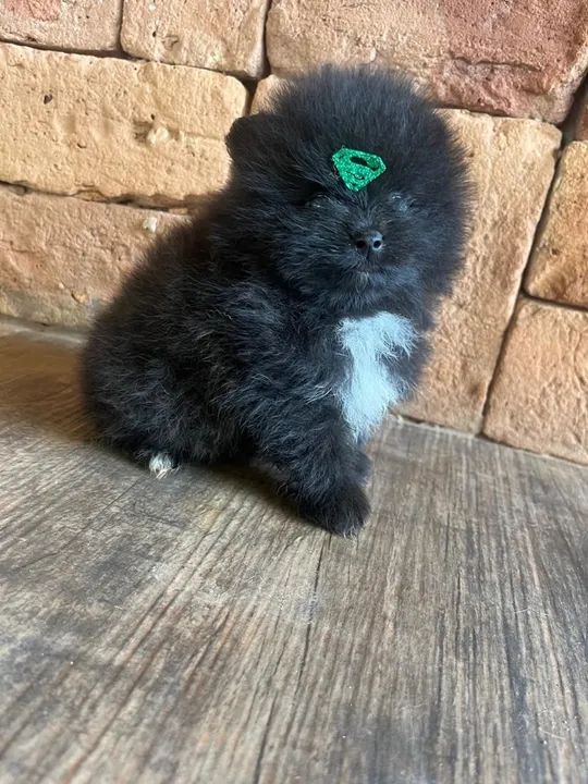 Spitz alemão preto  - Foto 2