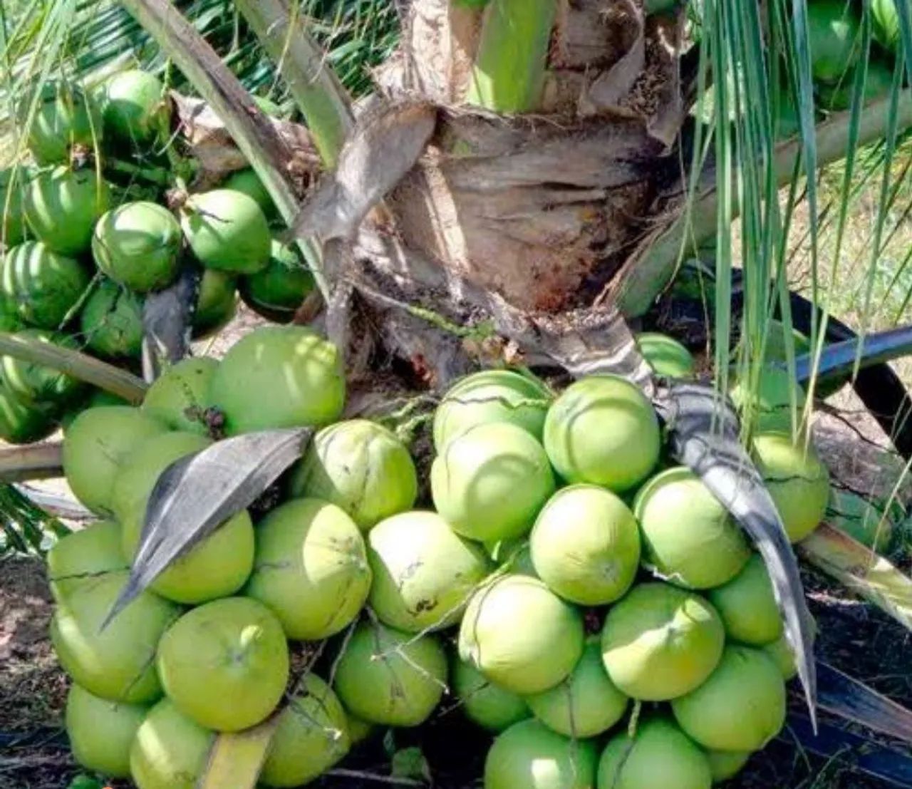 Coqueiro Anão produtivo * - Foto 2