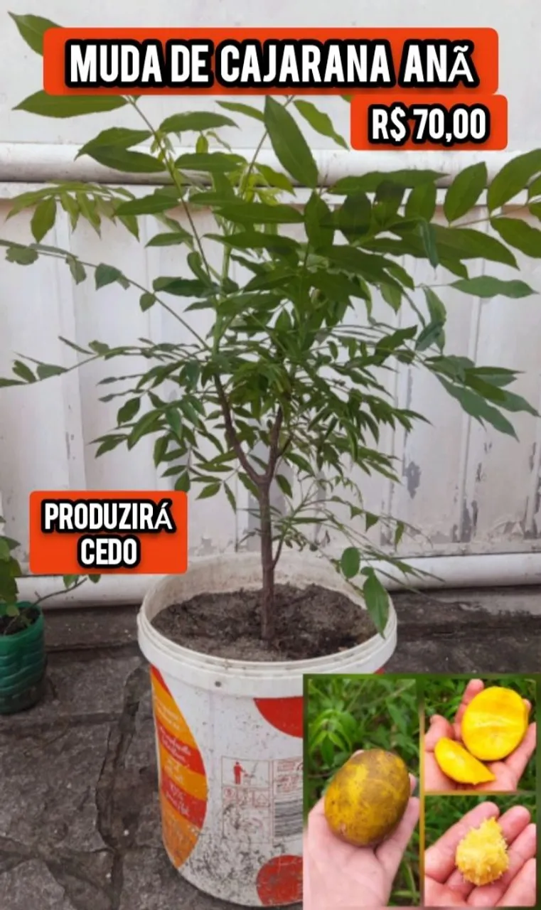 Muda de Cajarana Anã - Produzirá Cedo