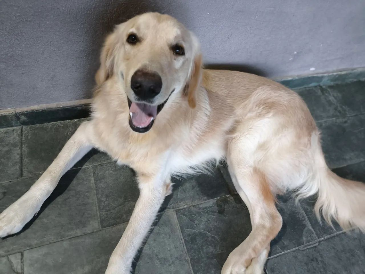 Golden Retriever Fofo e Carinhoso - Foto 4