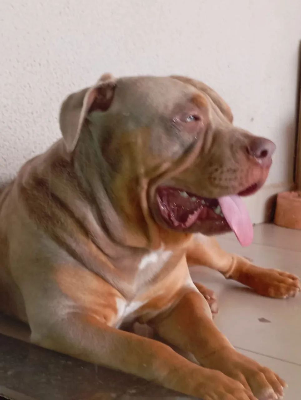 Vendo Pit monster - Foto 4