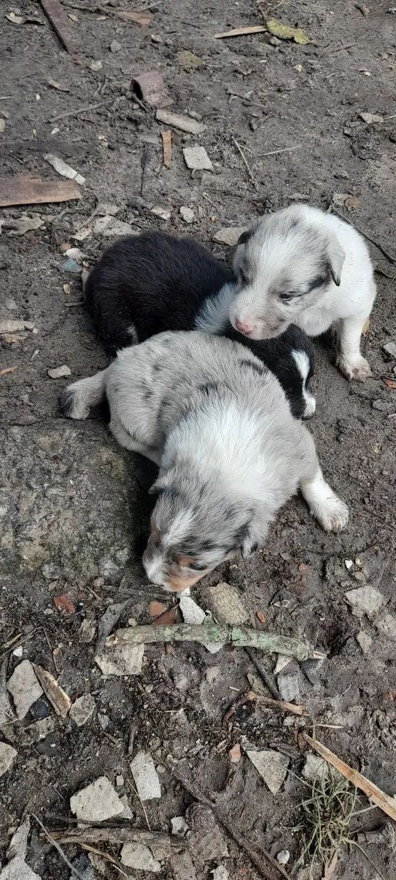 Filhote de border Collie merle - Foto 4