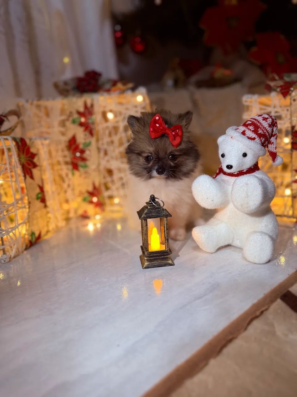 Spitz Anão  - Foto 5