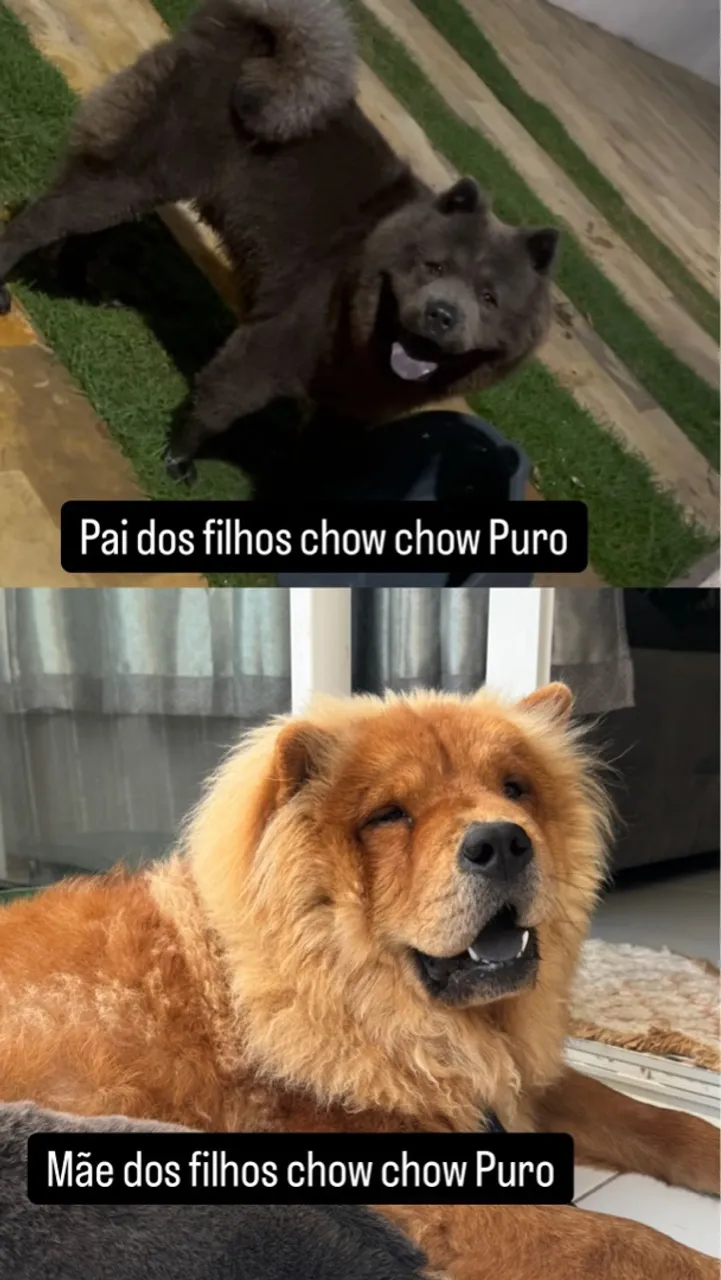 Filhotes Chow Chow Puros