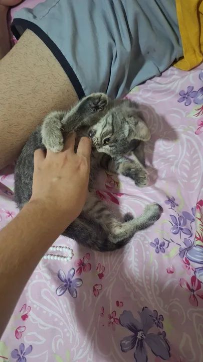 Gato Carinhoso para Adoção - Foto 2